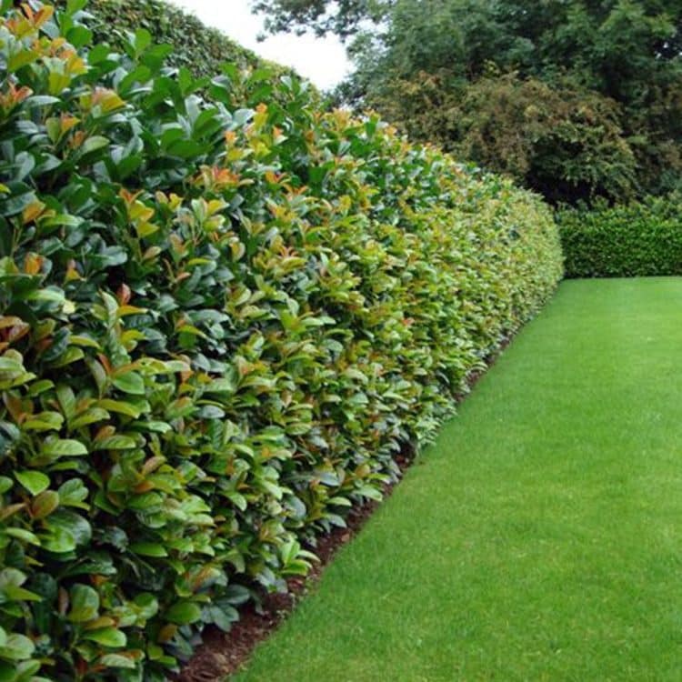 prunus etna hedge