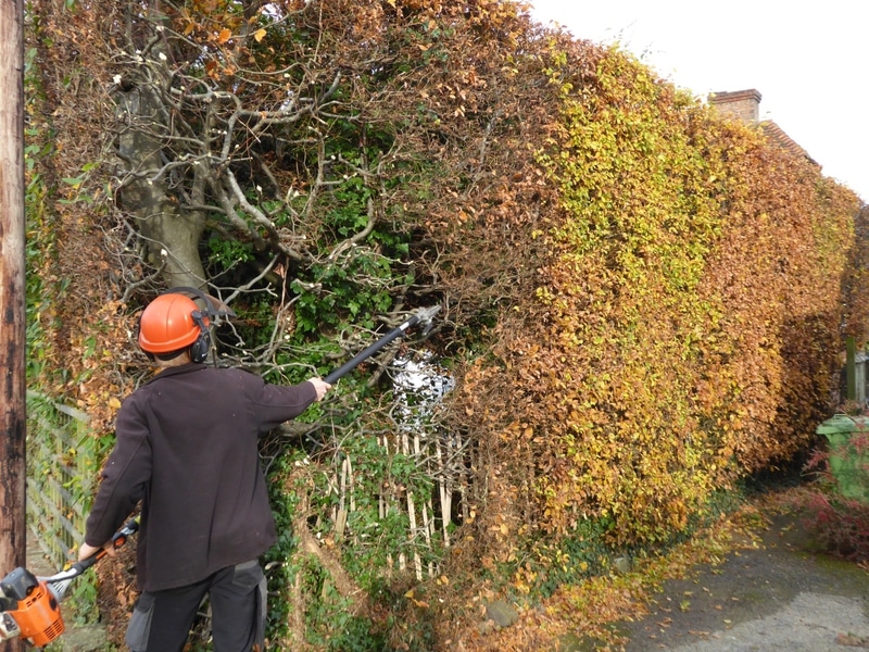 How Do You Renovate Overgrown Beech Hedges? Hopes Grove Nurseries
