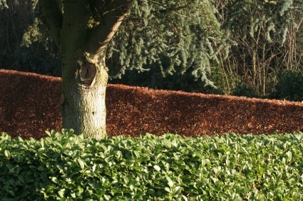 Hedges For Screening and Privacy