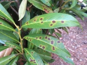 bacterial shot hole on laurel hedge