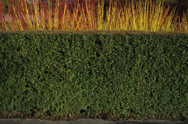 Plants For Neat Formal Hedges