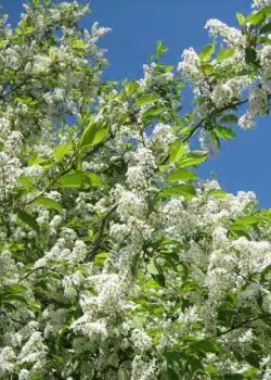 Cherry Bird Bare Root Hedging 40-60cm 192-0in