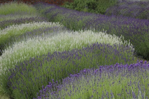 English Lavender Hedging