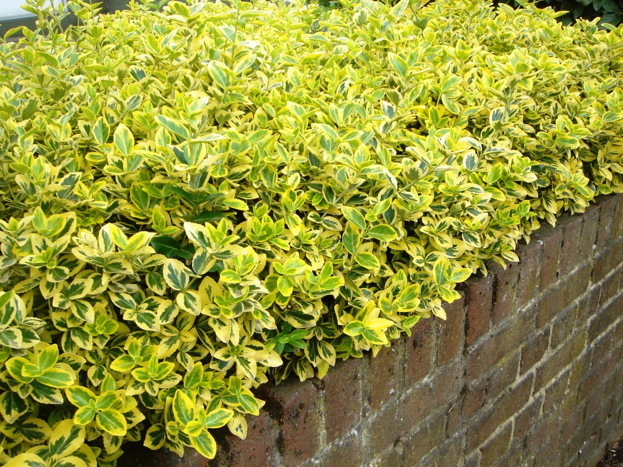 Drought Resistant Hedging Dry Area Hedges Dry Site Hedging Plants