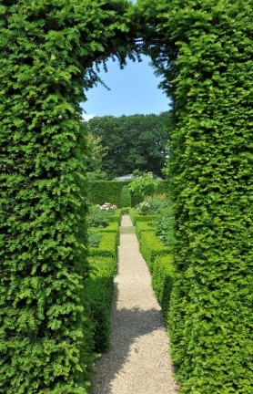 Plants For Neat Formal Hedges