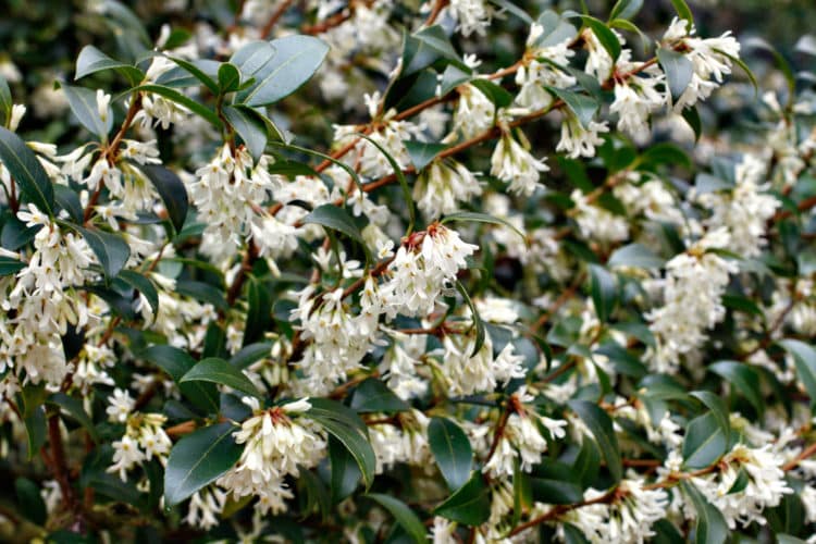 Scented Hedging Hedges With Fragrant Flowers Fragrant Hedge Plants