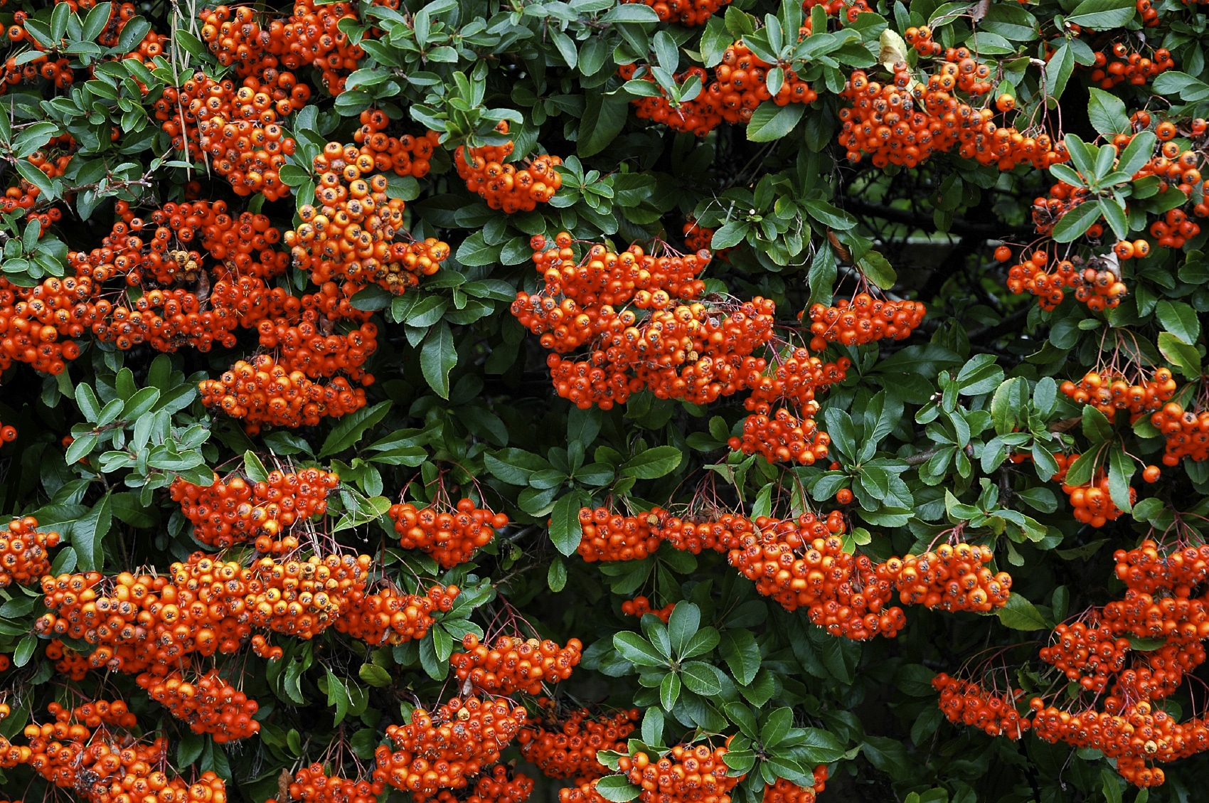 Security Hedging Plants Thorny Hedges Deter Intruders Prickly Hedges