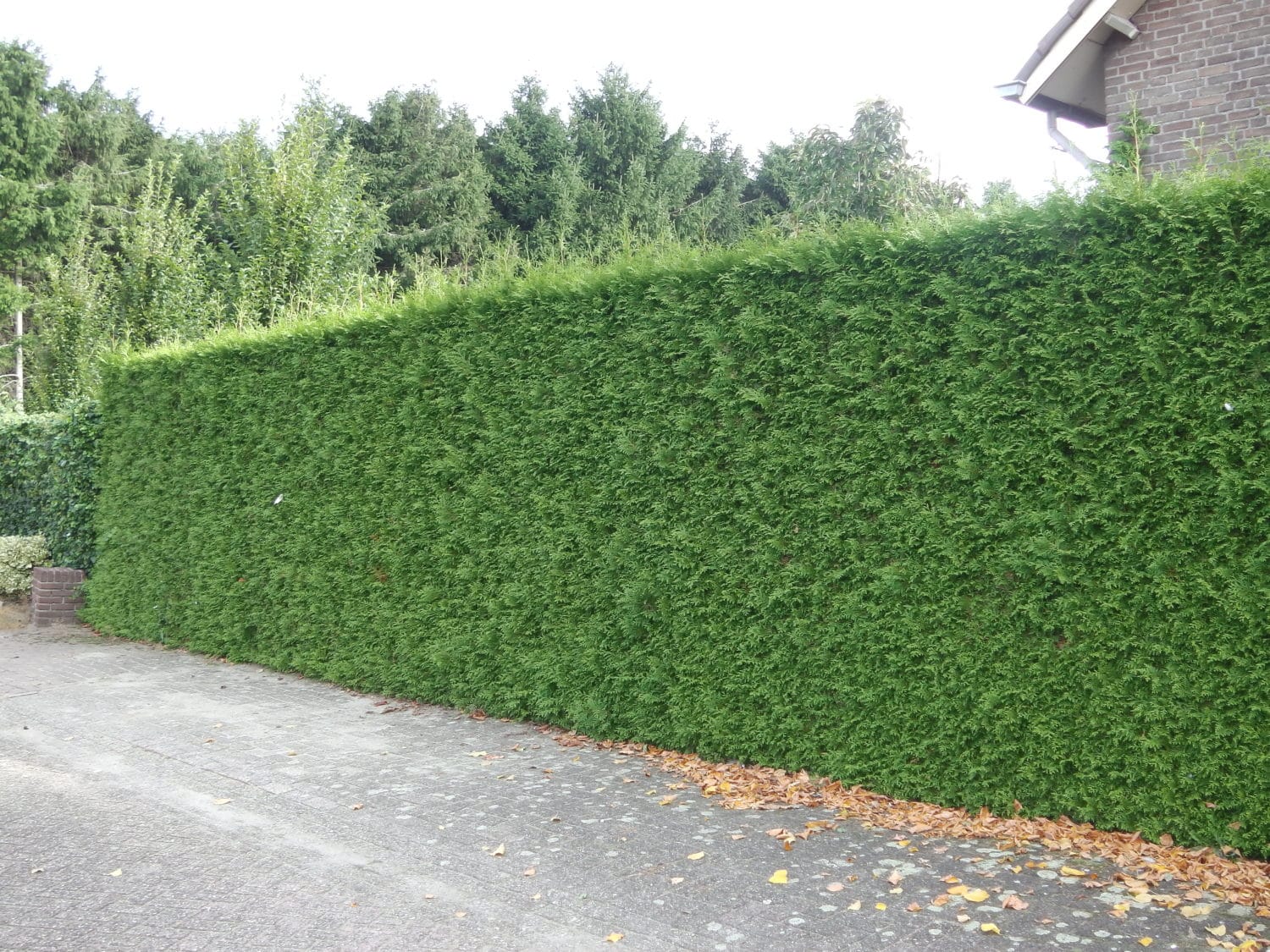 Hedges Suitable For Chalky Soil Hedging Plants That Grow On Chalk.
