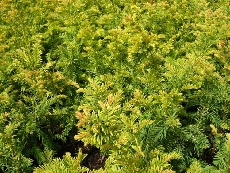 Golden Yew Hedge Plants