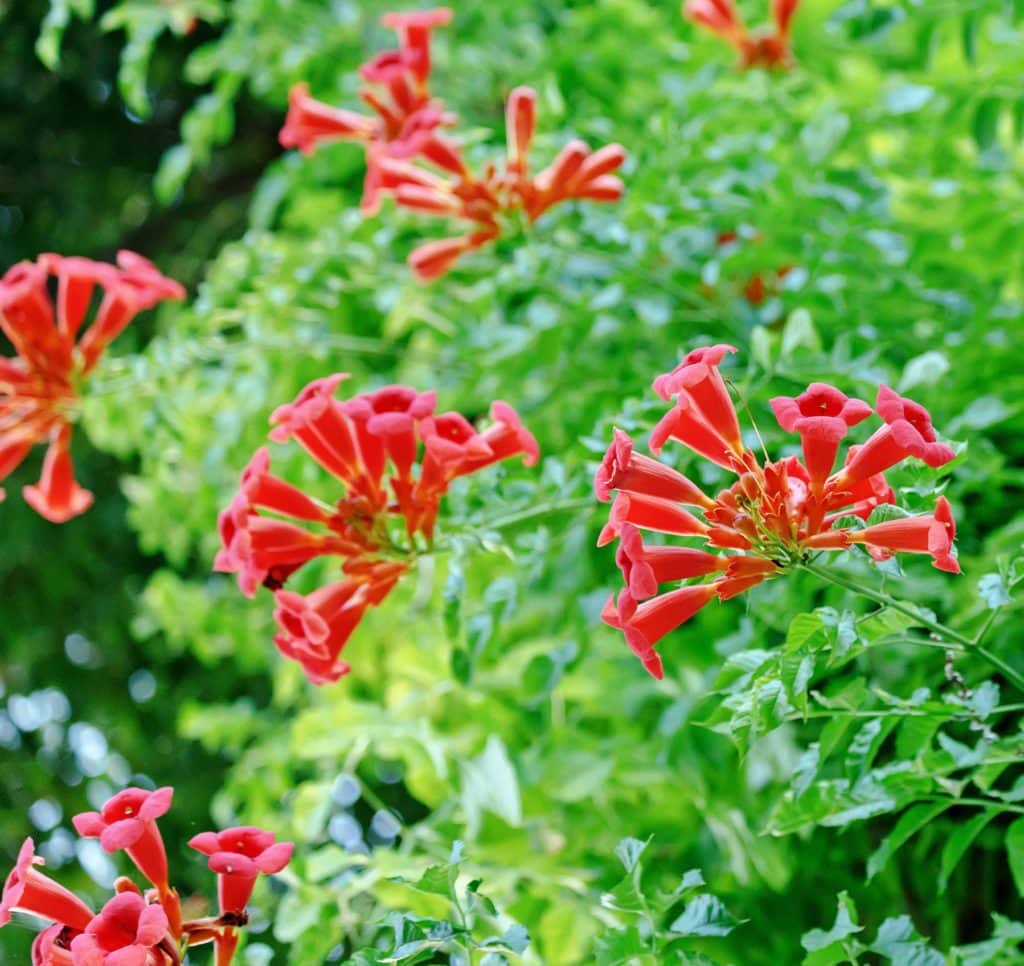Buy Campsis Radicans Flamenco | 'Campsis Flamenco' Ornamental Trees