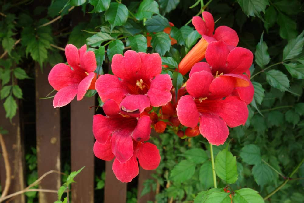 Buy Campsis Radicans Flamenco | 'Campsis Flamenco' Ornamental Trees