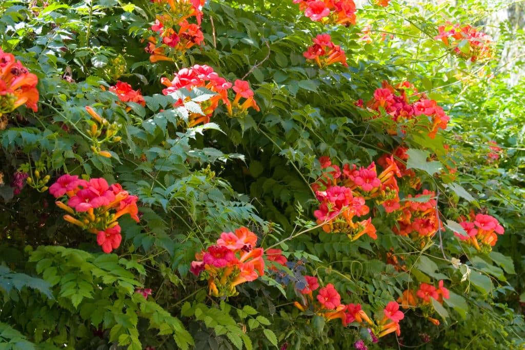 Buy Campsis Radicans Flamenco | 'Campsis Flamenco' Ornamental Trees