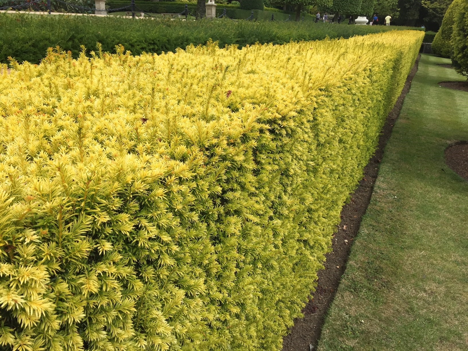 Buy Golden Yew Hedge Plants Golden Yew Hedging Taxus Media Tymon