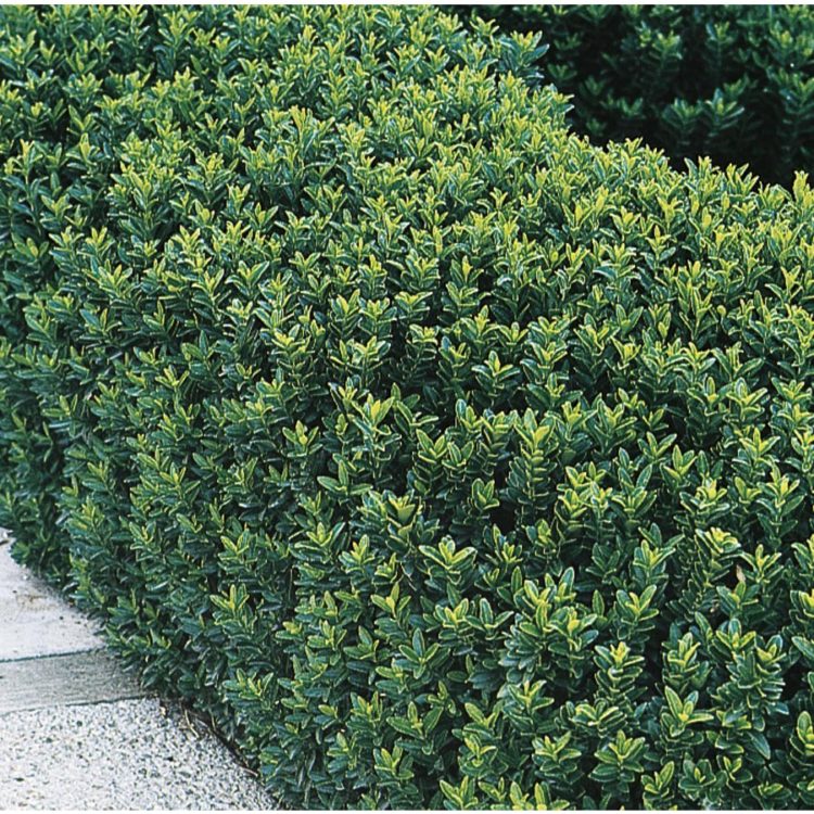 Buy Euonymus Japonicus 'Green Spire' Hedging Plants | Hopes Grove Nurseries