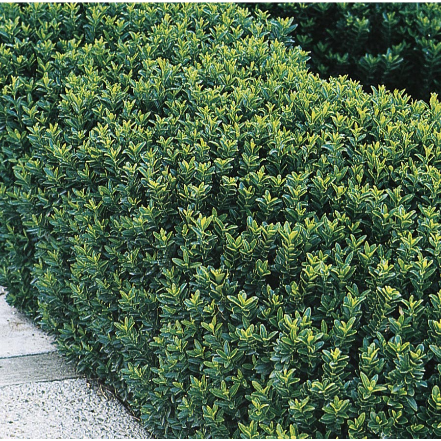 Buy Euonymus Japonicus 'Green Spire' Hedging Plants Hopes Grove Nurseries
