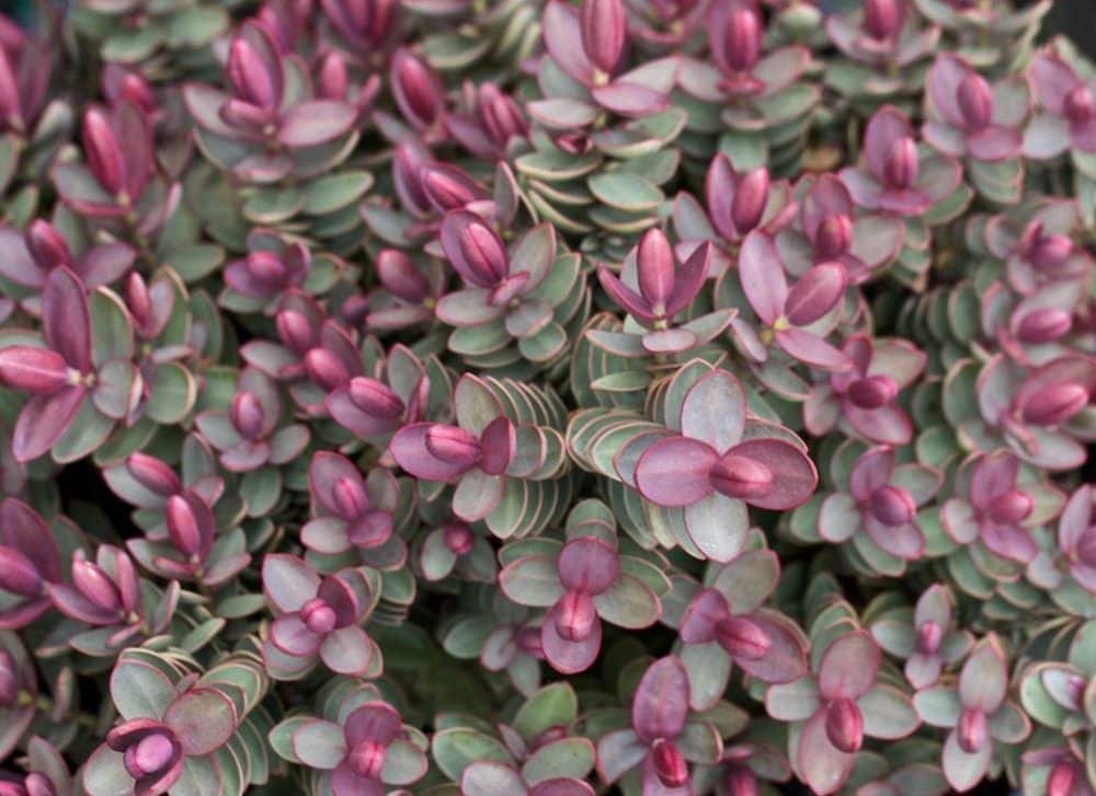 Buy Hebe Plants & Shrubs Hebe Hedging Hopes Grove Nurseries UK