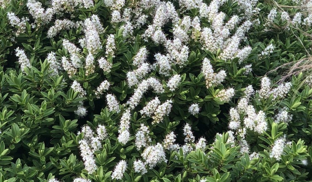 Buy Hebe Plants & Shrubs Hebe Hedging Hopes Grove Nurseries UK