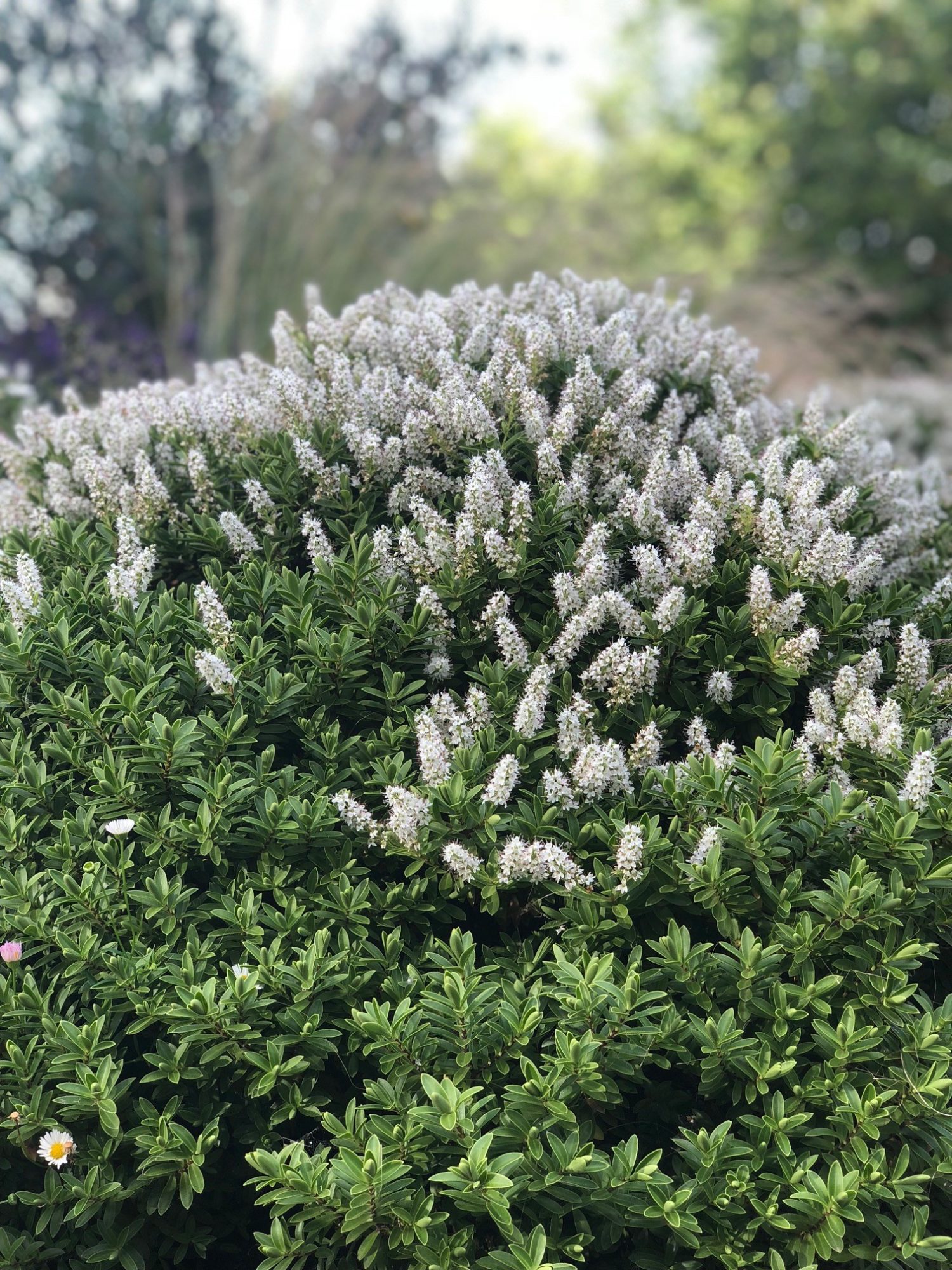 Buy Hebe White Gem Hedging Plants Hebe Brachysiphon Hopes Grove