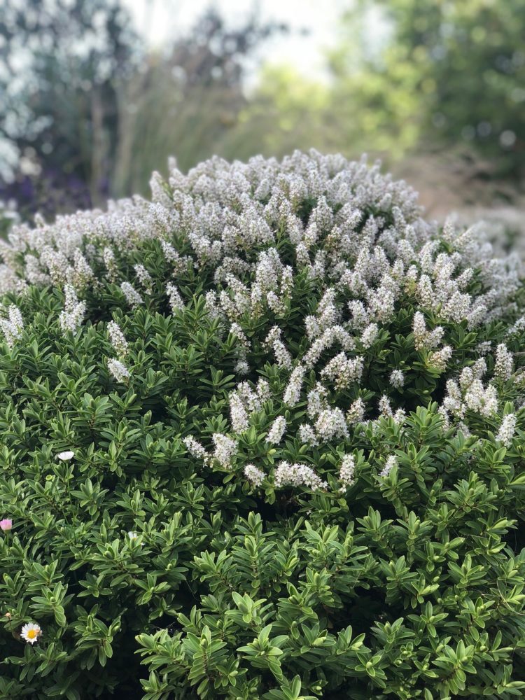 Buy Hebe White Gem Hedging Plants Hebe Brachysiphon Hopes Grove