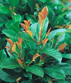 Laurel Etna Potted Hedging 80-100cm 30-42in