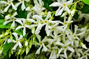 Star Jasmine - Trachelospermum - Hopes Grove Nurseries