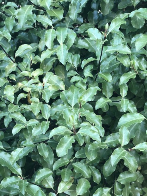 Pittosporum Tenuifolium Hedging
