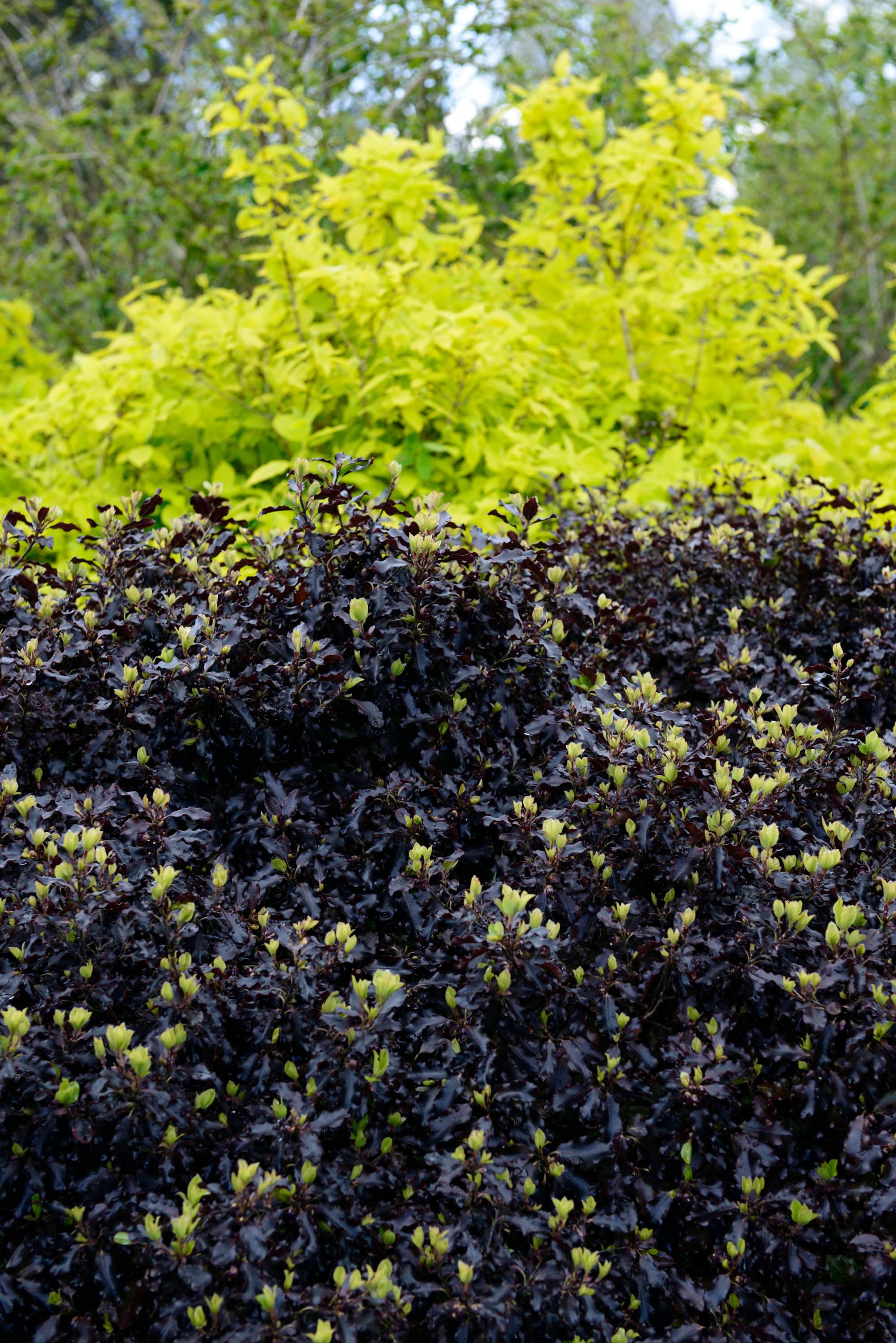Buy Pittosporum Hedge Plants Pittosporum Hedging Hopes Grove Nurseries