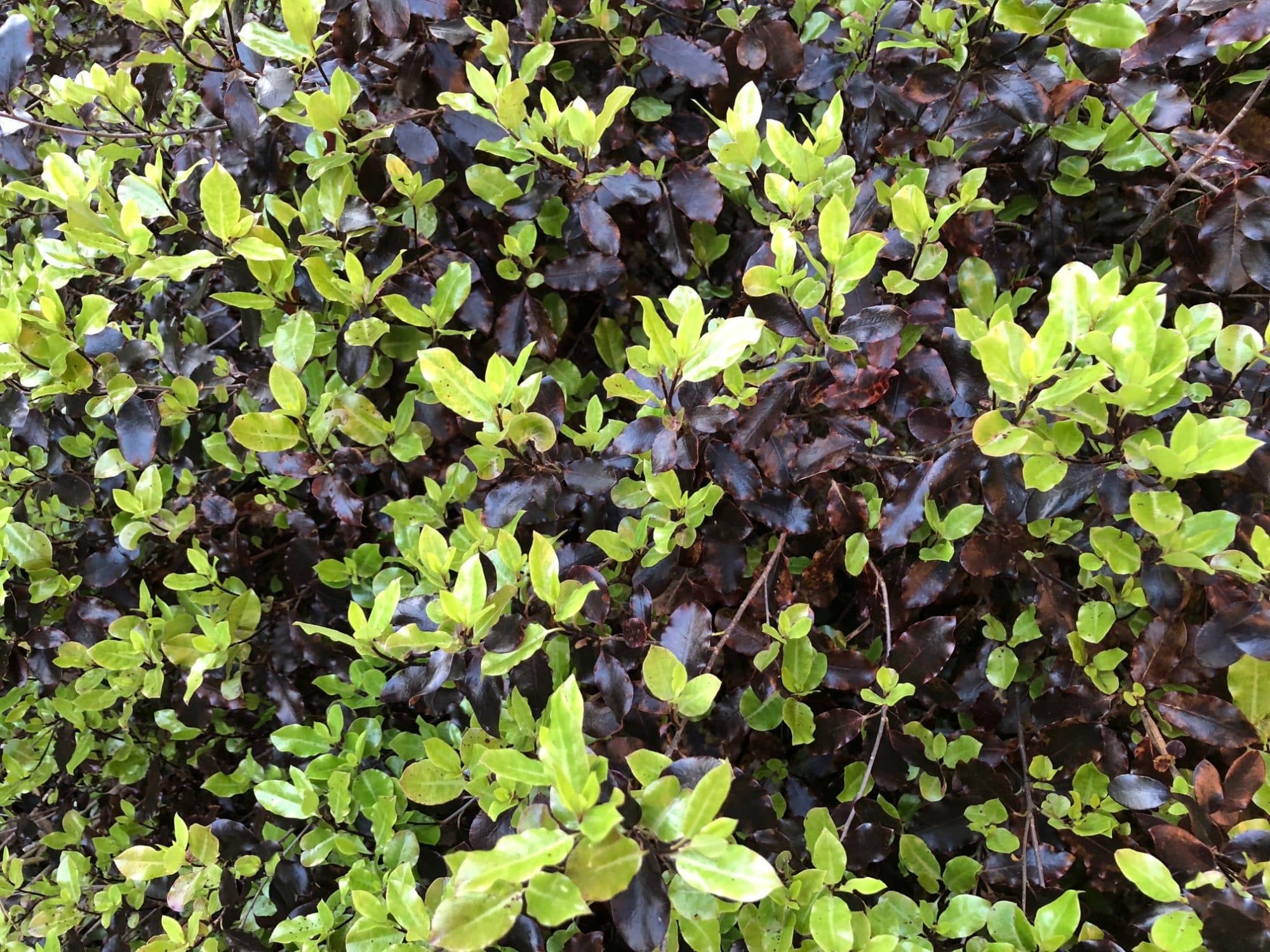 Tom Thumb Plant (Pittosporum Tenuifolium) Hedging by Hopes Grove