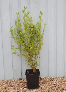 Griselinia Littoralis Potted Hedging 90-120cm 36-48in