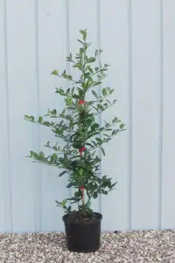 Pyracantha Orange Potted Hedging 60-90cm 24-36in