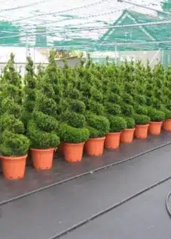 Box Common Box Spiral Shape Potted Topiary  840-0in