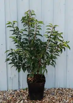 Laurel Portugal Potted Hedging 60-90cm 24-36in