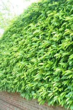 Laurel Portugal Rootball Hedging 225-250cm 90-102in