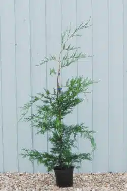 Leylandii Green Potted Hedging 100-120cm 42-48in