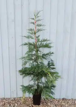 Leylandii Green Potted Hedging 150-175cm 60-72in