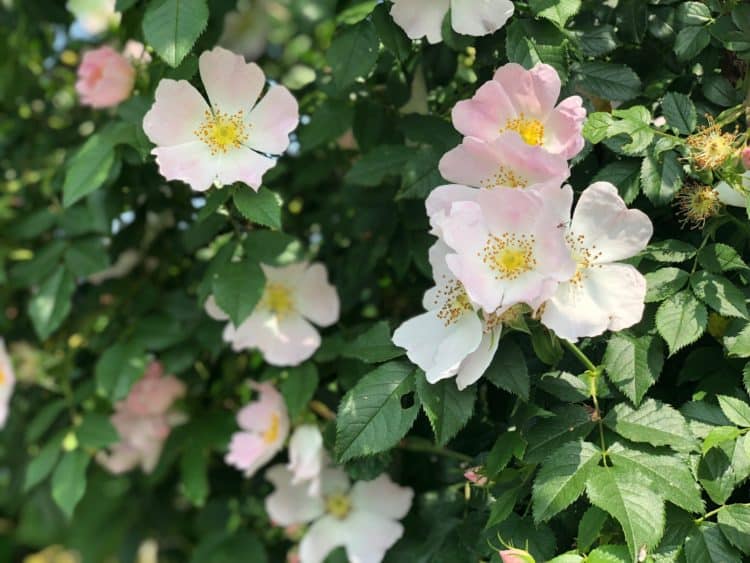 dog rose in horse friendly hedge mix