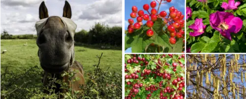 horse friendly hedging