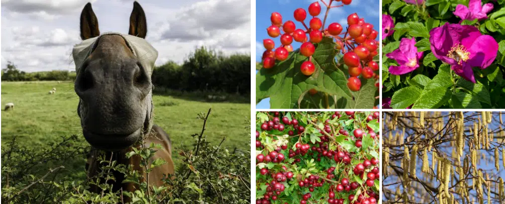 horse friendly hedging