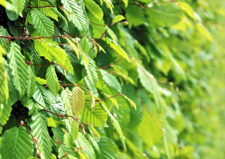 hornbeam leaf detail in horse friendly mix