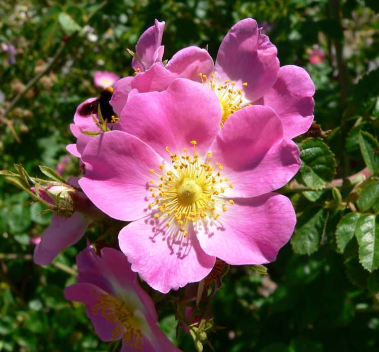 Sweet Briar rose in horse friendly hedgerow mixture