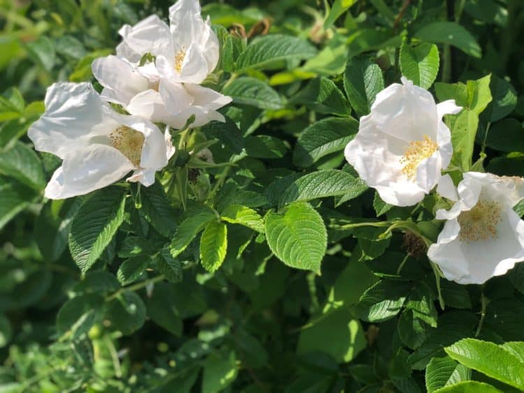 Rosa rugosa Alba in horse friendly hedge mix