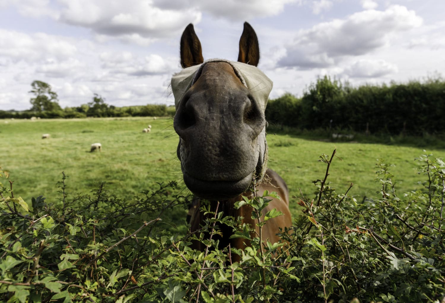 Buy Horse Friendly Hedging Hawthorn Based Hedges Hopes Grove Nurseries