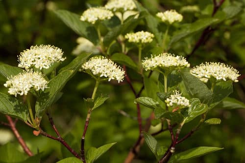 dogwood plant in horse freindly hedge mix