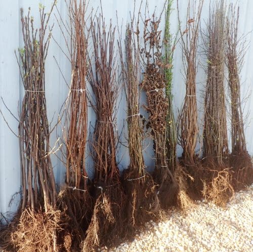 bare root bargains 100-150cm plants