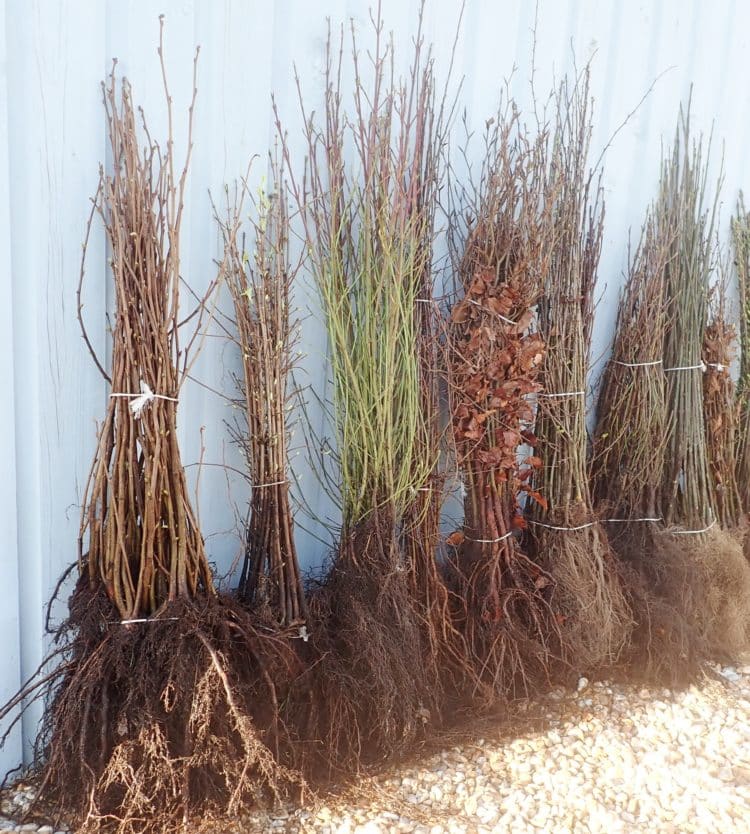 bare root bargains 60-100cm plants