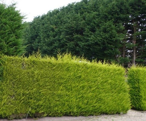golden leylandii hedge