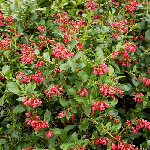 esdallonia potted hedging