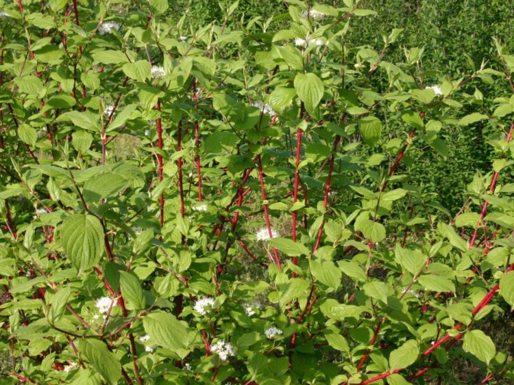 cornus alba sibirica in leaf