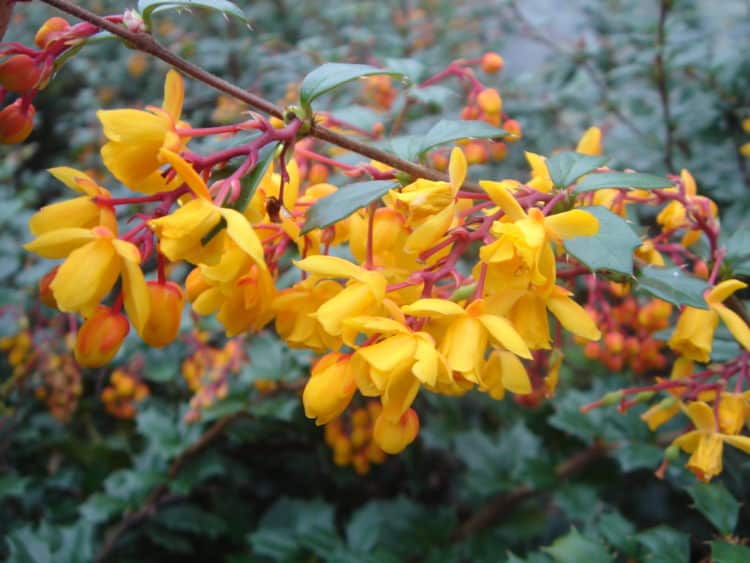 berberis darwinii hedge flowers