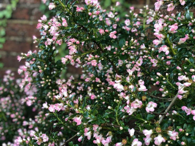 esdallonia apple blossom hedge in flower